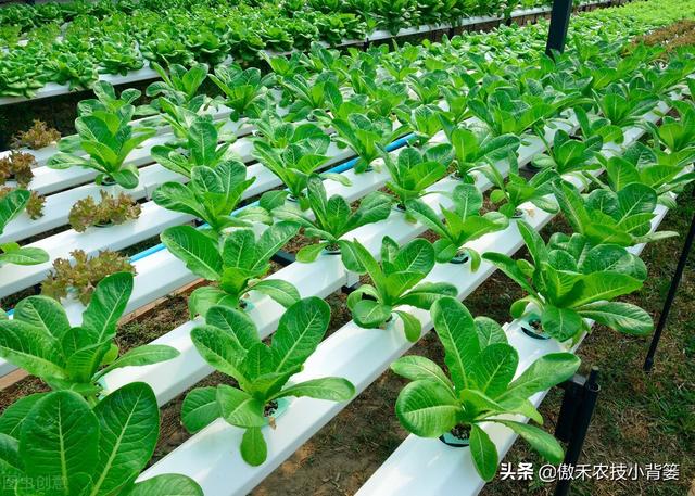 瓜果蔬菜移栽定植学会这6个管理技巧，早生根、缓苗快、成活率高