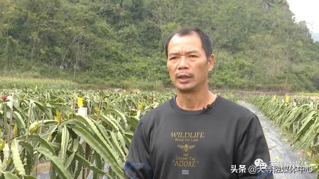 天等县卢岁：种植火龙果 让日子更红火