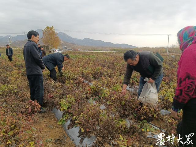 国内首创！丹参无性育苗根段栽培技术通过测产验收，亩增产30.