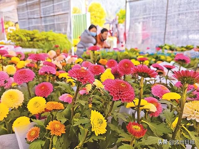 “花”样过大年！ 达州新春花市“年味儿”浓