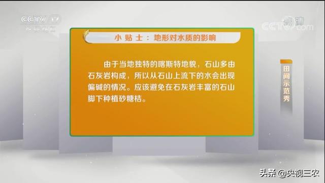 砂糖桔全攻略！大小果咋办？怎么一眼“看”出最甜的果？