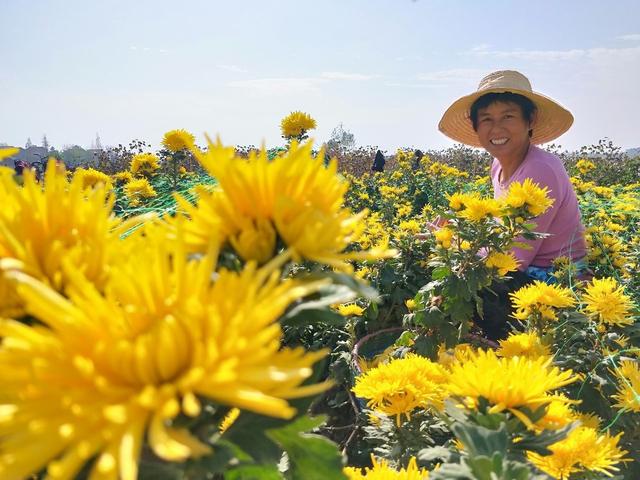 菊花烘干，你知多少？