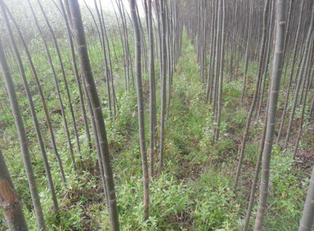 樟子松人工林培育技术，及病虫害防治，掌握好以下几点提高效益