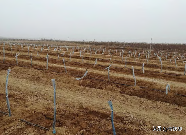 想要成功种植苹果？了解幼龄园栽培管理技术是关键！