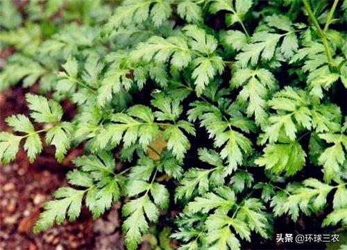 黄连如何种植管理？种植前景如何？老板们是这么说的