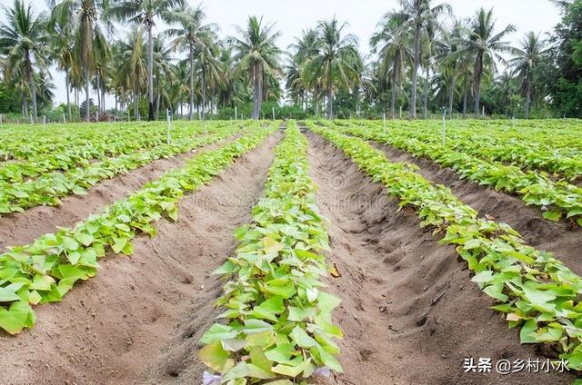 红薯怎么种产量高？老农传授你6个诀窍，红薯结得多、个头大