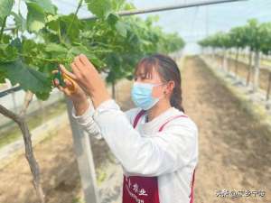 温棚葡萄的种植技术(温棚葡萄成为宁陵乡村振兴富民产业)