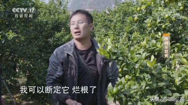 砂糖桔全攻略！大小果咋办？怎么一眼“看”出最甜的果？