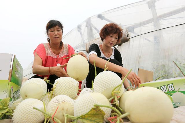 甜瓜品质不够出色？按这4点来种植，甜瓜品相好、口感佳