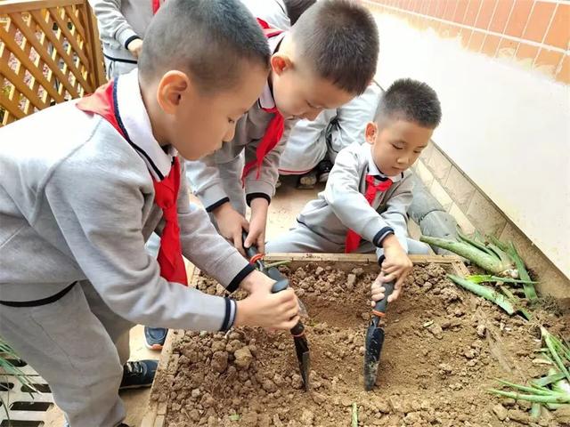 立德树人，劳动先行——济南市外海实验学校二年级油菜种植之旅