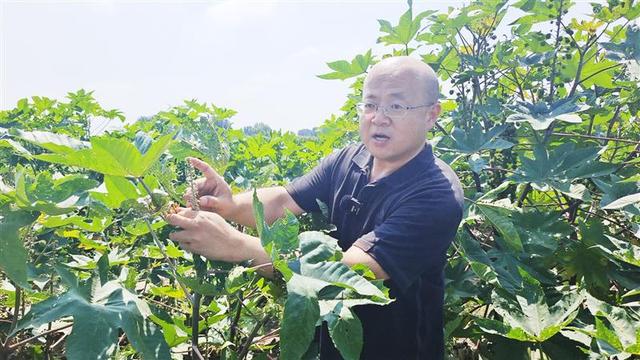 我们的试验室就在田间地头