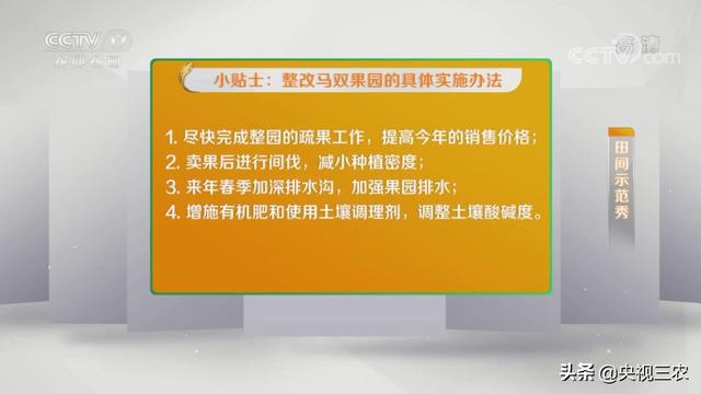 砂糖桔全攻略！大小果咋办？怎么一眼“看”出最甜的果？