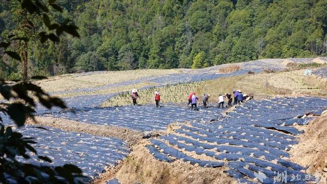 咸丰落马滩：春来藤茶种植忙 撂荒地变“希望田”