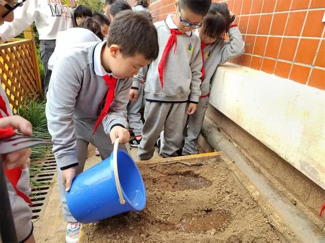 立德树人，劳动先行——济南市外海实验学校二年级油菜种植之旅