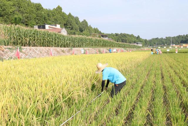 川北地区也能种植再生稻！绵阳三台水稻亩产破800公斤