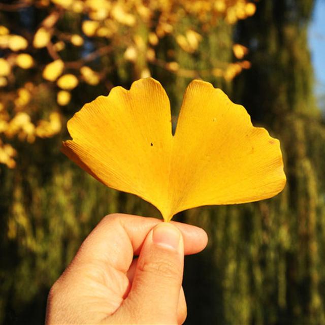 房前不栽桑，宅后不种槐！老祖宗说：下面几种植物必“旺家”