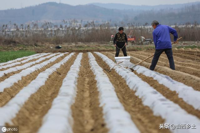 我国一种耐旱农作物，亩产5000斤左右，一亩地能赚多少钱？