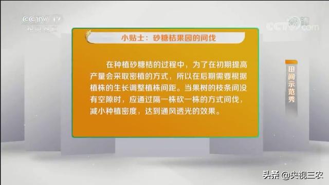 砂糖桔全攻略！大小果咋办？怎么一眼“看”出最甜的果？