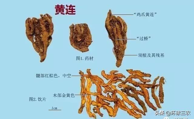 黄连如何种植管理？种植前景如何？老板们是这么说的