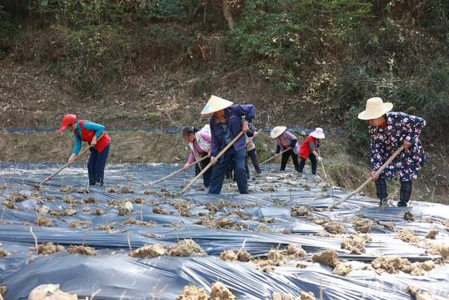 咸丰落马滩：春来藤茶种植忙 撂荒地变“希望田”