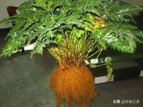 黄连如何种植管理？种植前景如何？老板们是这么说的