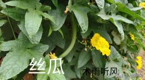 丝瓜种植及管理(丝瓜种植与管理技术是怎样的？如何种植丝瓜)