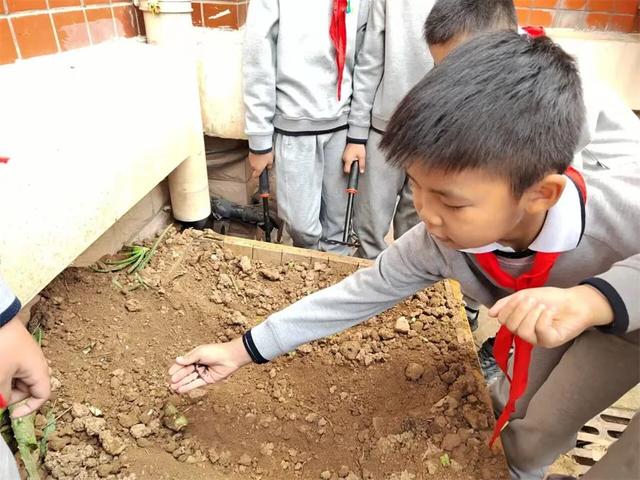 立德树人，劳动先行——济南市外海实验学校二年级油菜种植之旅