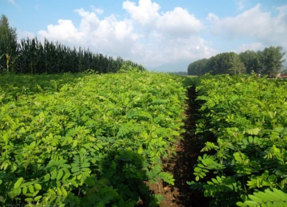 樟子松人工林培育技术，及病虫害防治，掌握好以下几点提高效益