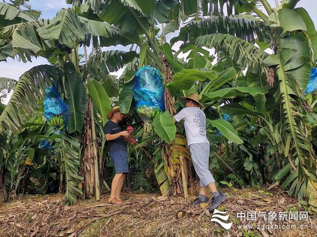 防城港防城区：服务香蕉种植基地防台风