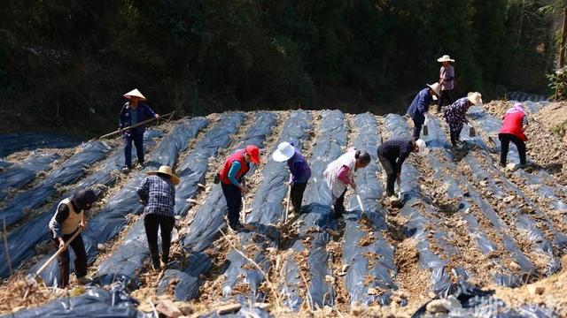 咸丰落马滩：春来藤茶种植忙 撂荒地变“希望田”