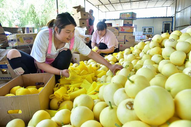 甜瓜品质不够出色？按这4点来种植，甜瓜品相好、口感佳