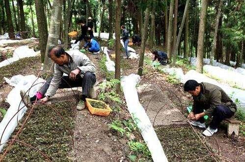 金线莲的特性与林下套种金线莲技术