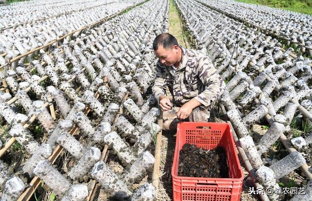 大光木耳栽培法，种植方法教给大家，想要学习的别错过哟