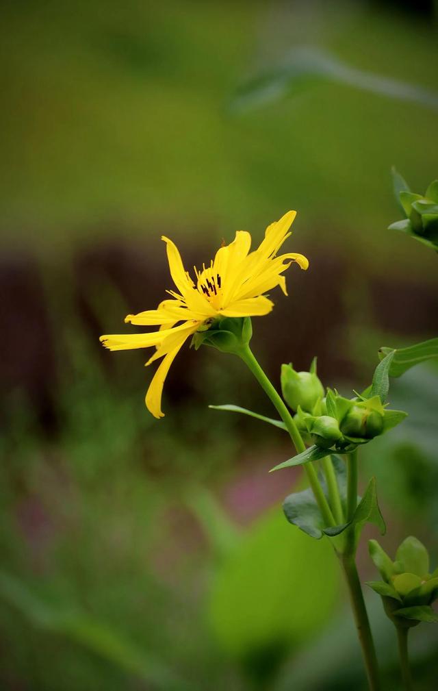 一亩投资1000，公司包回收亩赚万元？揭秘“华夏神菊”的种植骗局