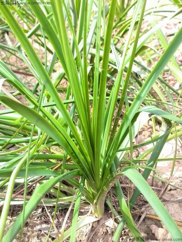 农村一种长得像大蒜的野草，现在被大面积种植，才知是名贵的地参