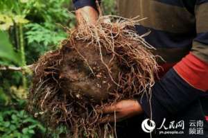 全国重楼种植面积(“核桃之乡”觅中药材发展“良方”)