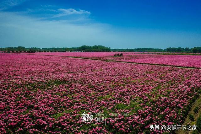 她，37岁回家乡创业，种植800亩芍药，采用独特经营模式年入千万