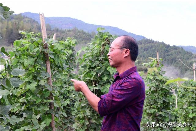 平富上寨葛根种植基地：掌握这些技巧，你也能将葛根种得又肥又壮