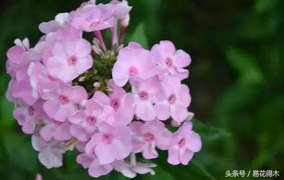 清明阳台种花，给您推荐如下