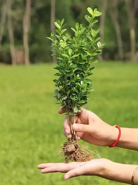 要想养好黄杨，浇水的方法和技巧不能少