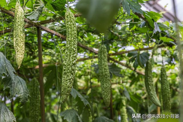 苦瓜如何种植才能更高产？防治苦瓜上的瓜实蝇有哪些好方法？