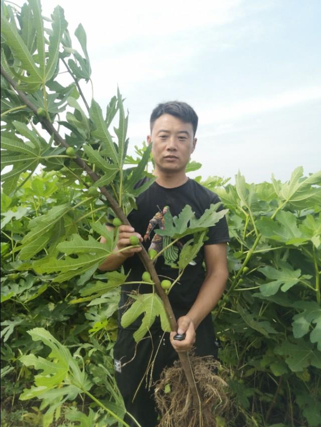 无花果被称为长寿果，开发潜力巨大，无花果大棚温室种植技术