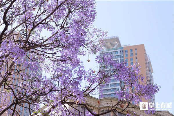 蓝花楹开了！昆明这些地方都能“打卡”，快收藏~