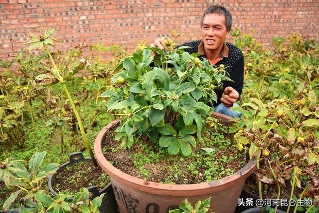 重楼移栽要怎么栽？重楼高产栽培需要注意的内容？重楼结果期施肥