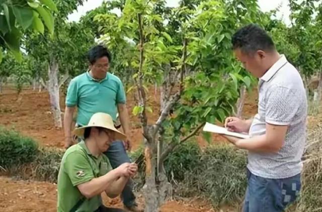 农民在自家梨树下种三七，涉嫌严重违法？法院：需承担刑事责任