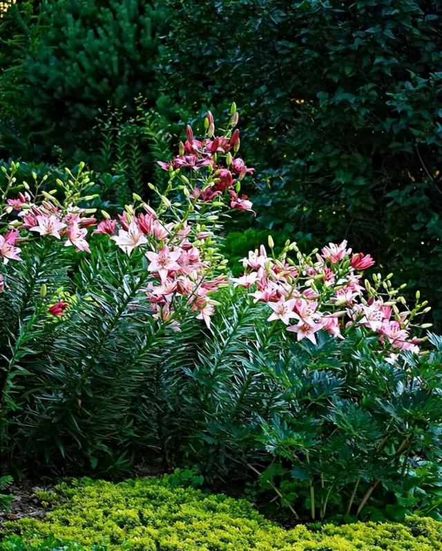 小院子养“3种花”，开花大半年，花朵美又鲜艳，年年赏花不停歇