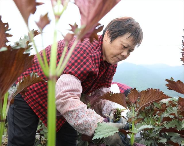 重新认识一下“紫苏”，若你家门前有，别再割来喂猪了，太糟蹋了