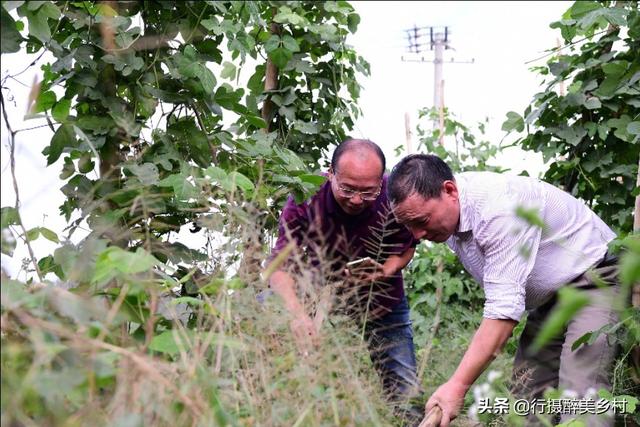 平富上寨葛根种植基地：掌握这些技巧，你也能将葛根种得又肥又壮