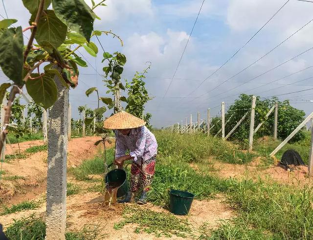 「收藏」新手必读，猕猴桃选种、建园、种植手册！（下）