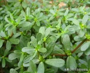 种植马蜂菜(这几种野菜，在农村到处都是没人要，在城市里8块多一斤买不到)